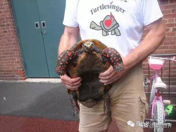 红腿象龟新手入门教程,黄腿象龟