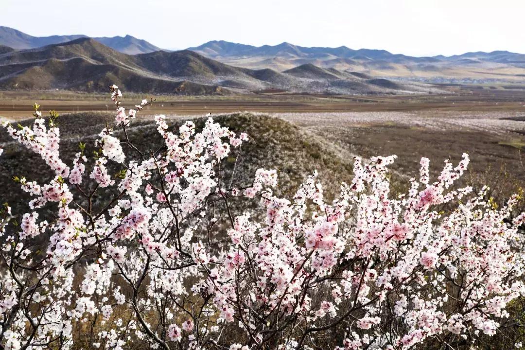 “2019通辽文化旅游季暨花季旅游活动”隆重启幕