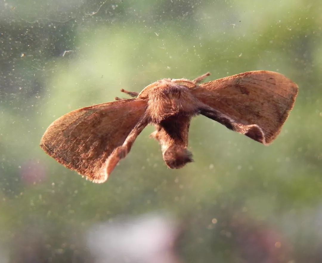 传说中的蛊虫真的有吗,传说中的扑棱蛾子