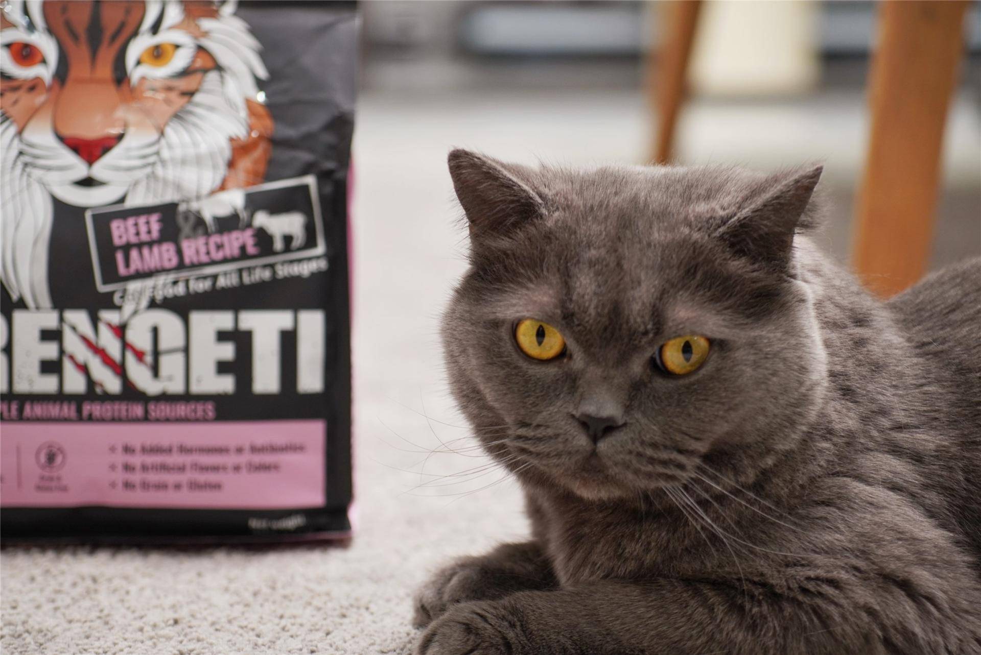 猫主子的猫砂怎么选,喵星人的食物有哪些