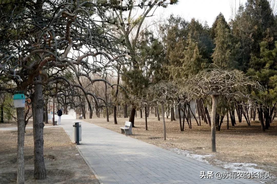 京城闹市寻幽（89）：春节假期中萧瑟的古塔公园