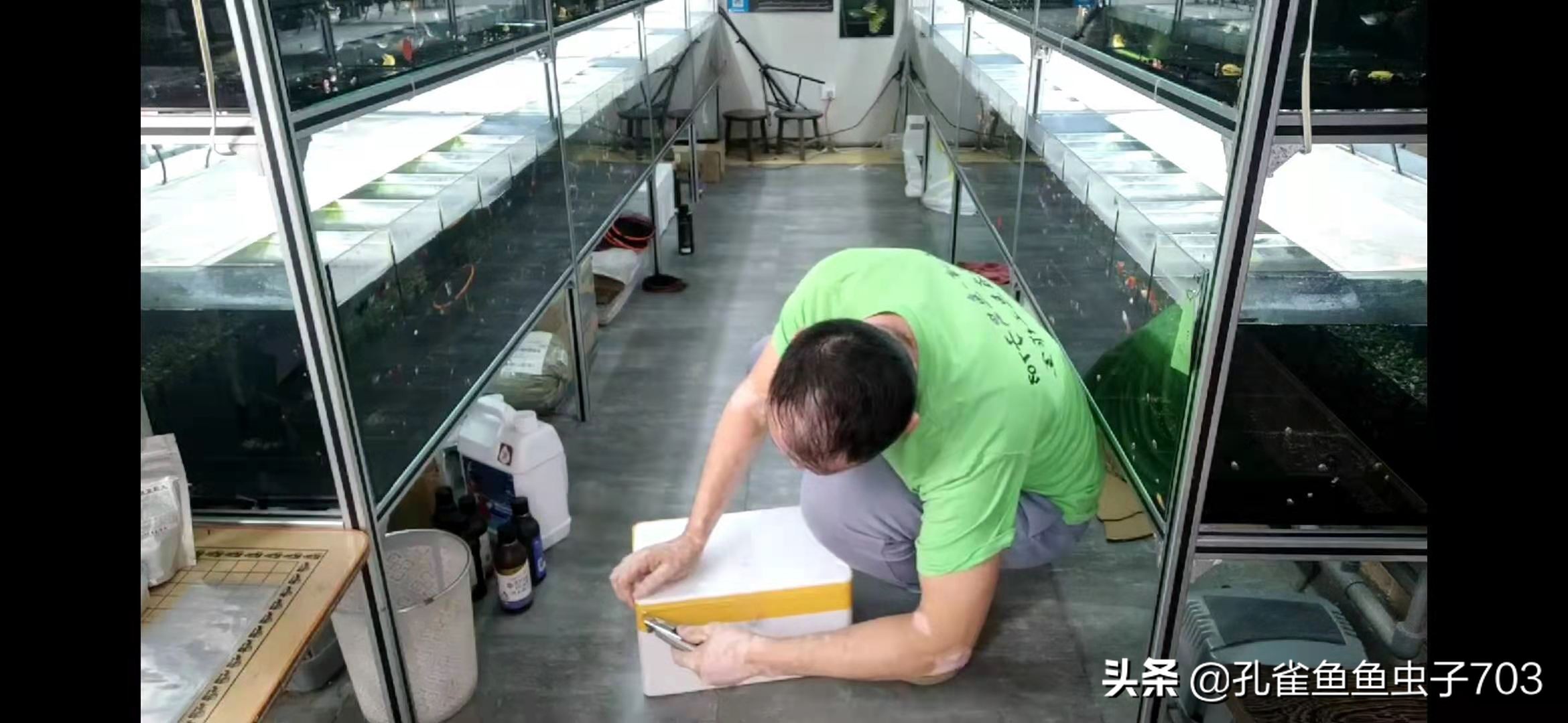 孔雀鱼买回来攻略,孔雀鱼买鱼技巧