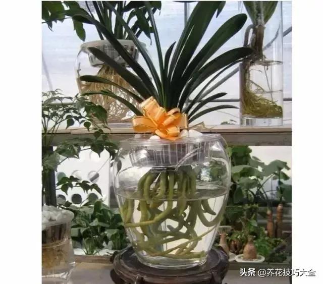 什么花也养不活,什么花都能养死