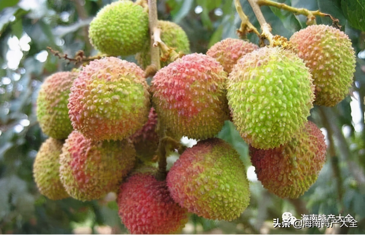 海南热带水果种植基地,海南哈密瓜是热带水果