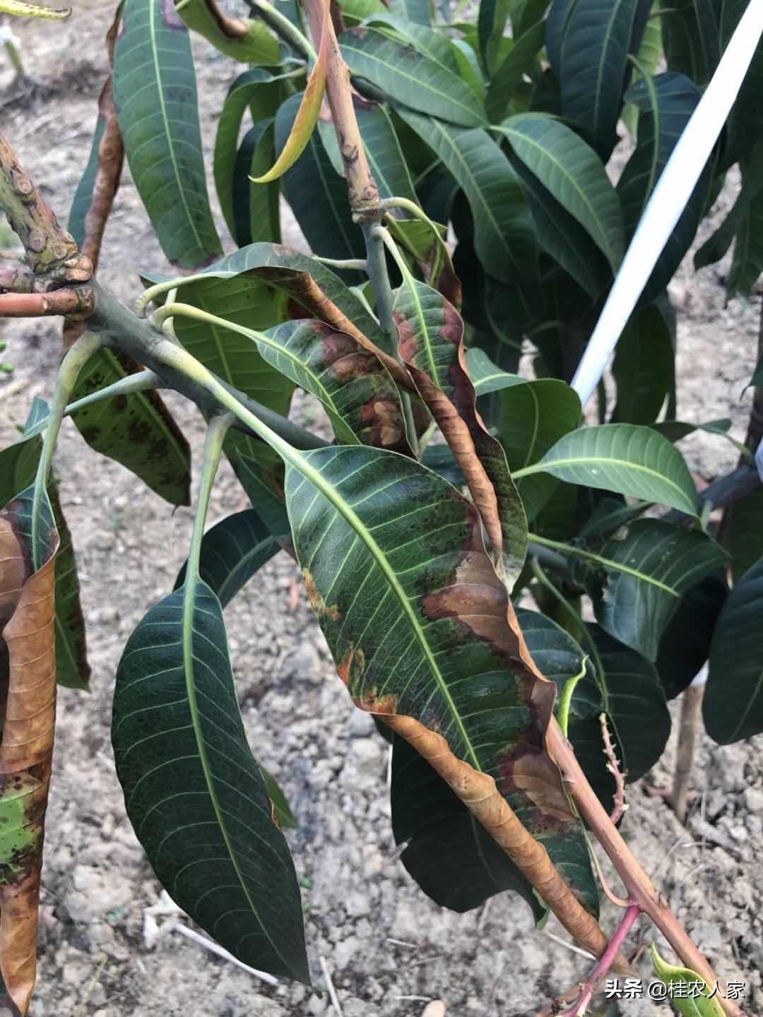 为了解决种植芒果朋友遇上的难题，马上做出芒果病害解决方案
