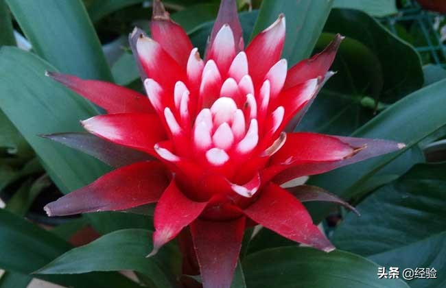 凤梨花叶子发黄怎么办,凤梨花叶子发黄枯萎怎么办