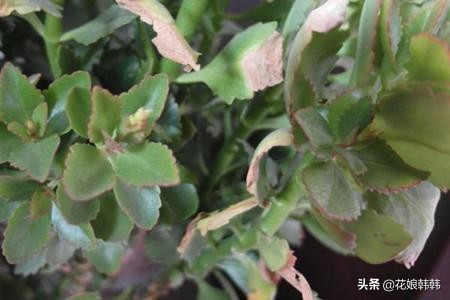 长寿花花苞期间怎样养护,怎么养长寿花花苞多