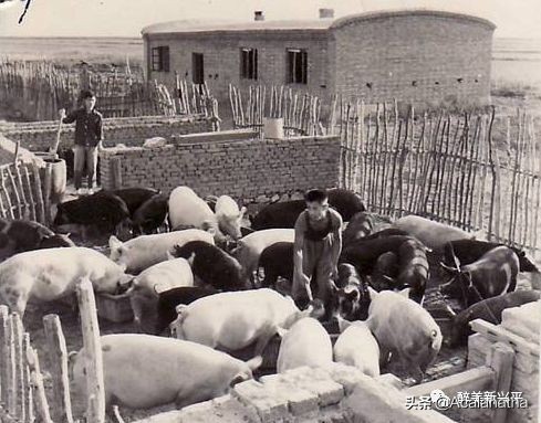 40年前兴平人的夜生活，你知道吗？