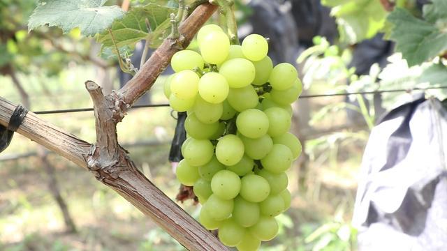 自家葡萄长得不美观什么原因,为什么自家种的葡萄不容易一起熟