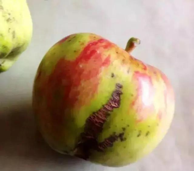 苹果树病虫害防治视频,苹果树病虫害全年防治大全