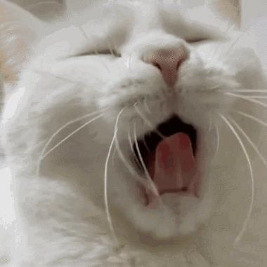 猫：来啊，踩我屁股啊，使点劲儿