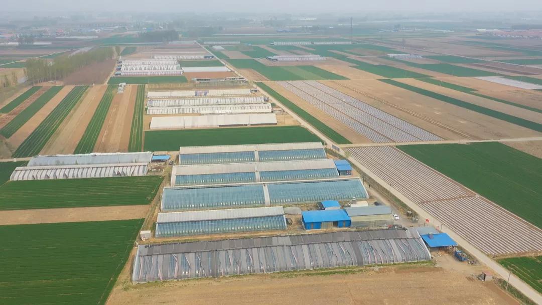 “莓”你不行！这里的“水果皇后”熟啦