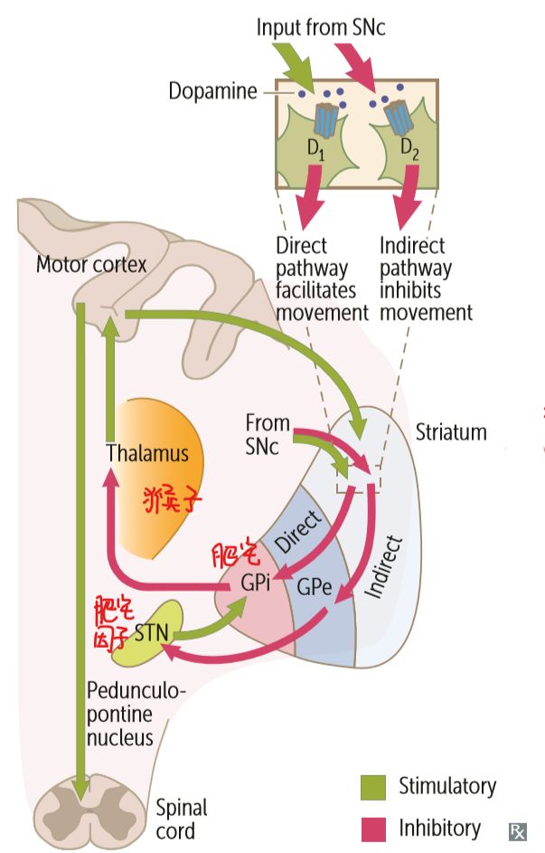 肥宅的回忆史第一章,回顾肥宅生活
