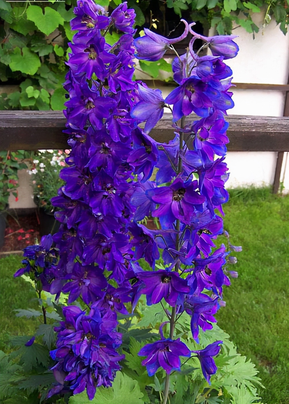 100种最毒的毒花,20种有毒的大毒花