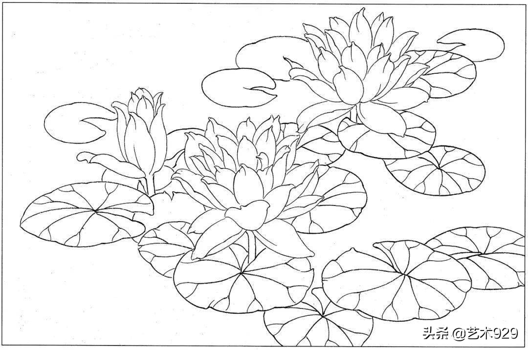 适合初学者的荷花白描画稿,荷花小品实用白描画稿