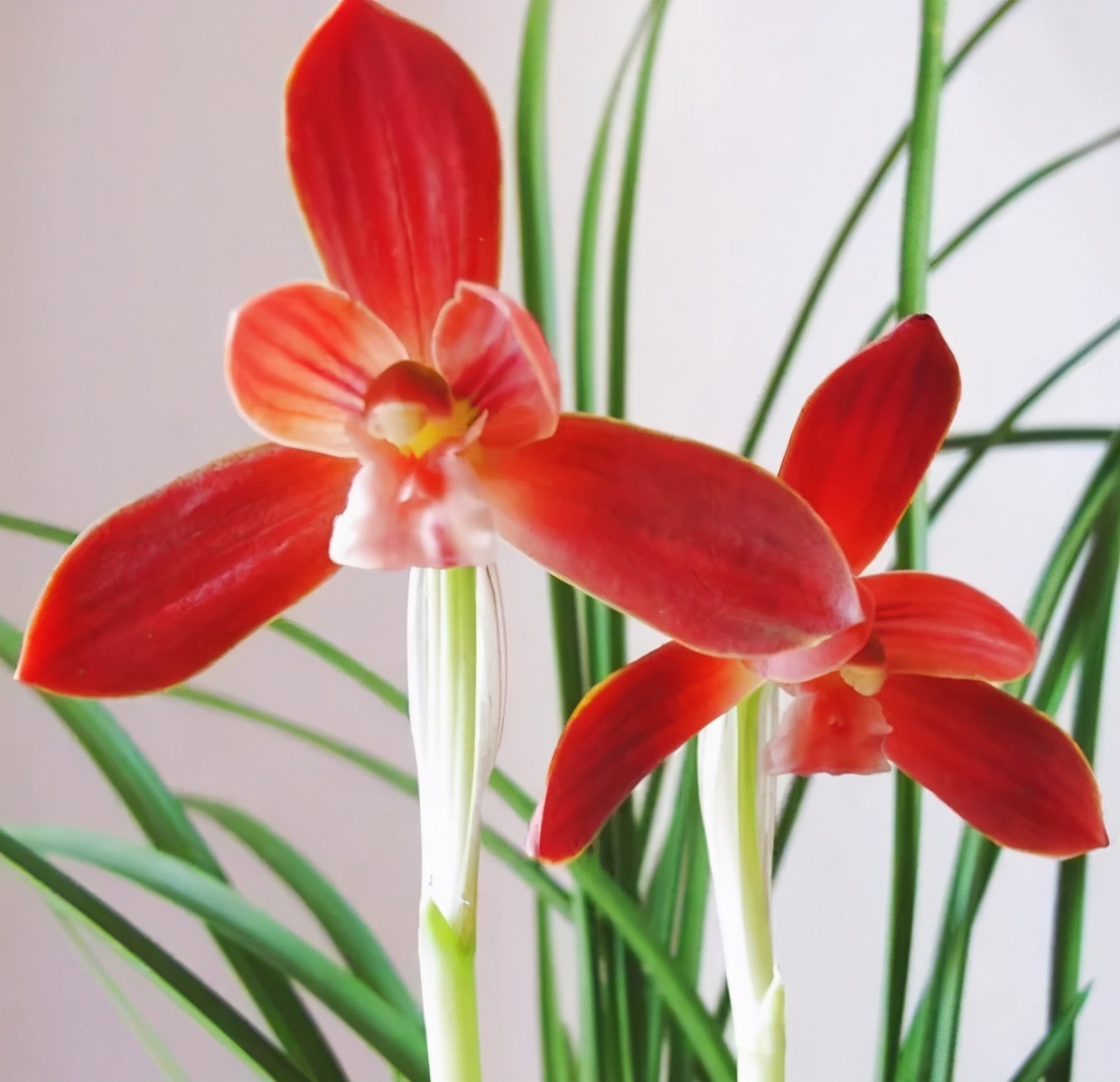 喜欢兰花的征兆,喜欢兰花高贵典雅