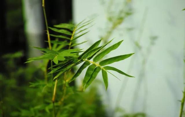 庭院植物搭配效果图,中式庭院景观植物搭配