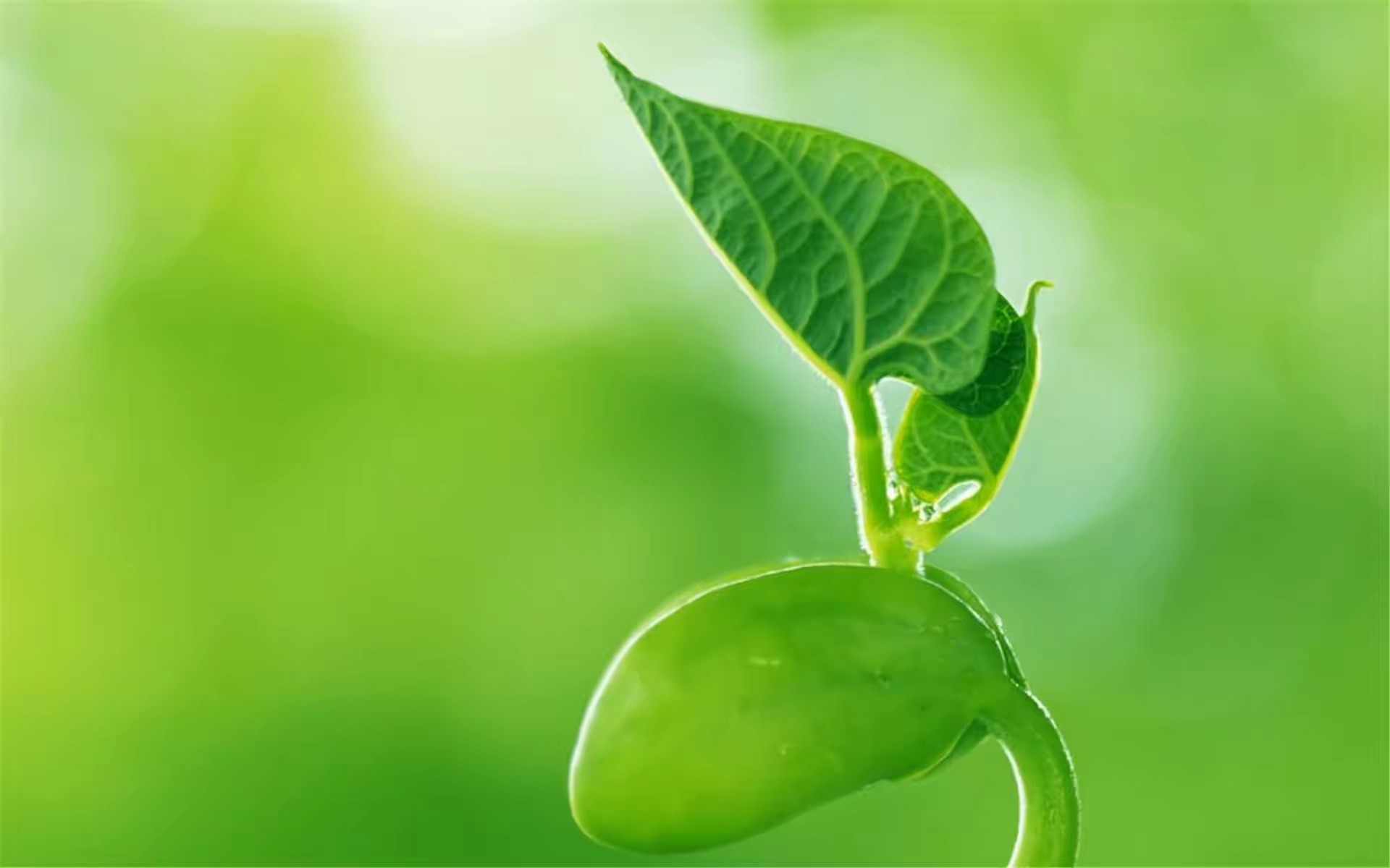 怒放的生命歌曲视频,怒放的生命音乐曲