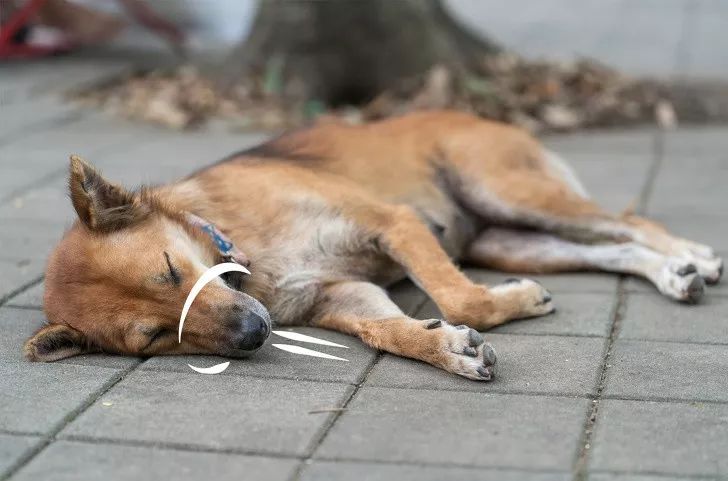 狗狗突然抽搐倒地怎么办,狗狗玩耍时受伤情绪低落