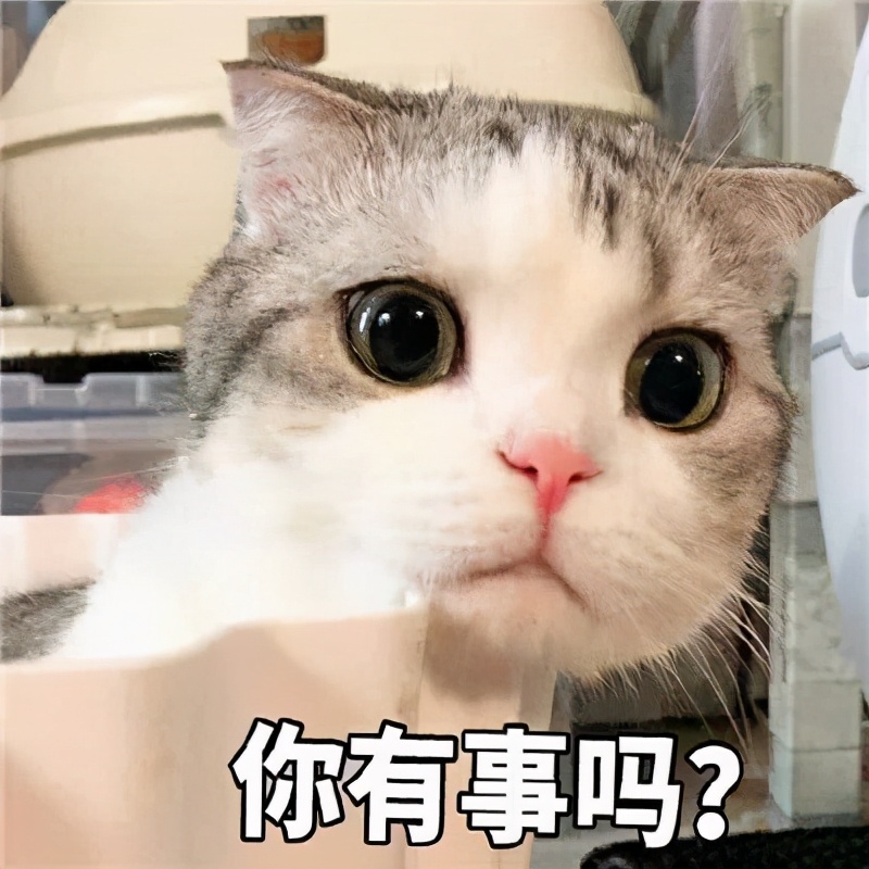 最凶残的猫排名第一,猫凶残吗
