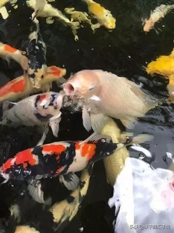 治疗锦鲤疑难杂症锦集