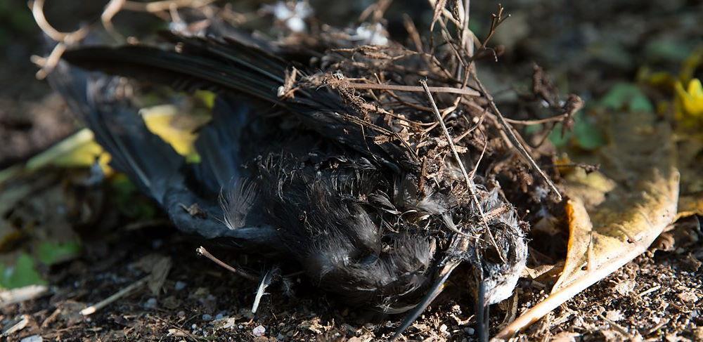 捕鸟树“杀鸟为乐”,忘记传播种子,被进化带偏的物种有多可怕?