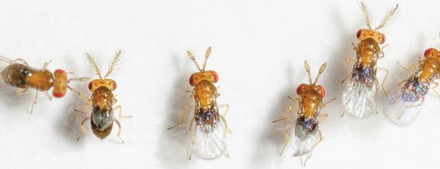 瓢虫害虫和益虫的区别图,益虫害虫有哪些视频