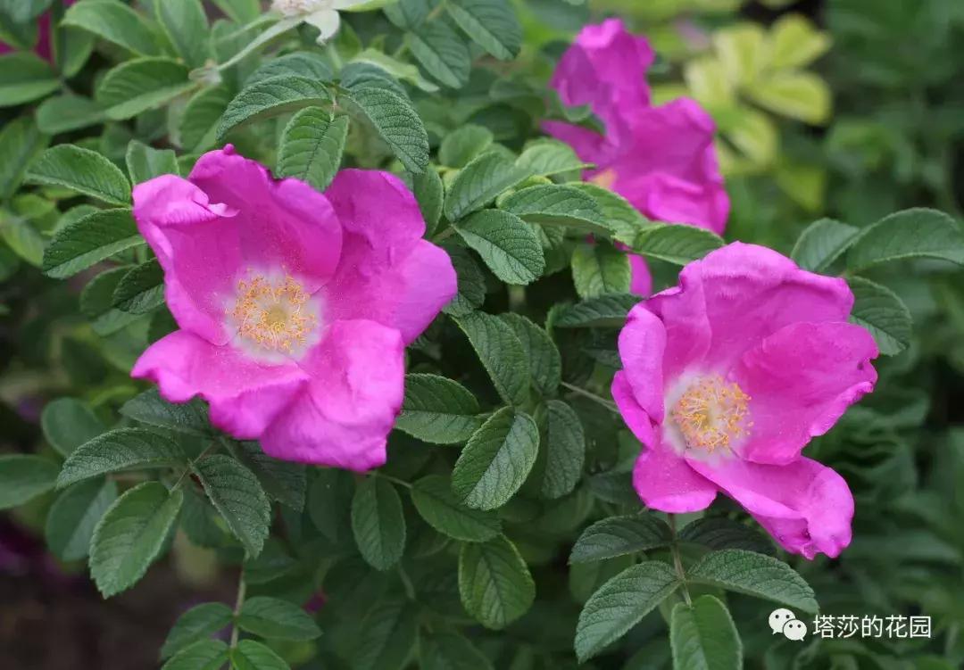 玫瑰和月季和蔷薇的区别图解,月季玫瑰蔷薇芍药牡丹的区别