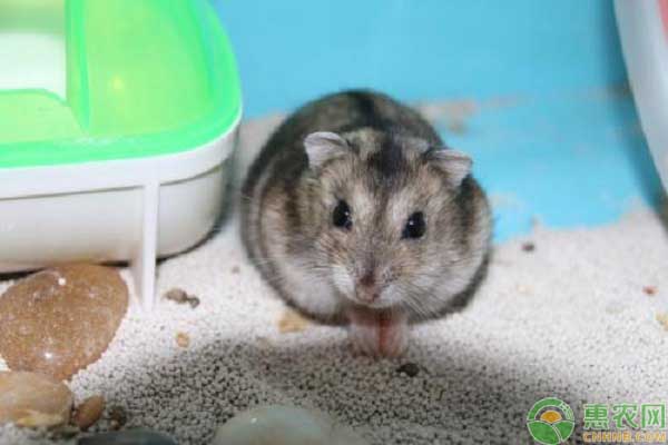 白色背上有黑毛是什么品种仓鼠,仓鼠不同品种的放一起会怎么样