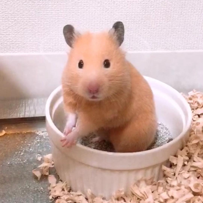 仓鼠的发情期怎么配对,仓鼠发情主人帮忙