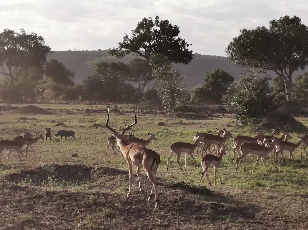 华为p30pro徕卡拍摄,华为p30pro徕卡