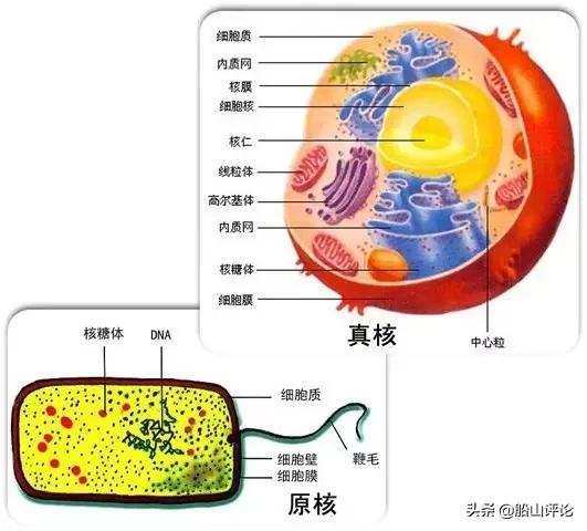 股海图志写真集,股海图志基因