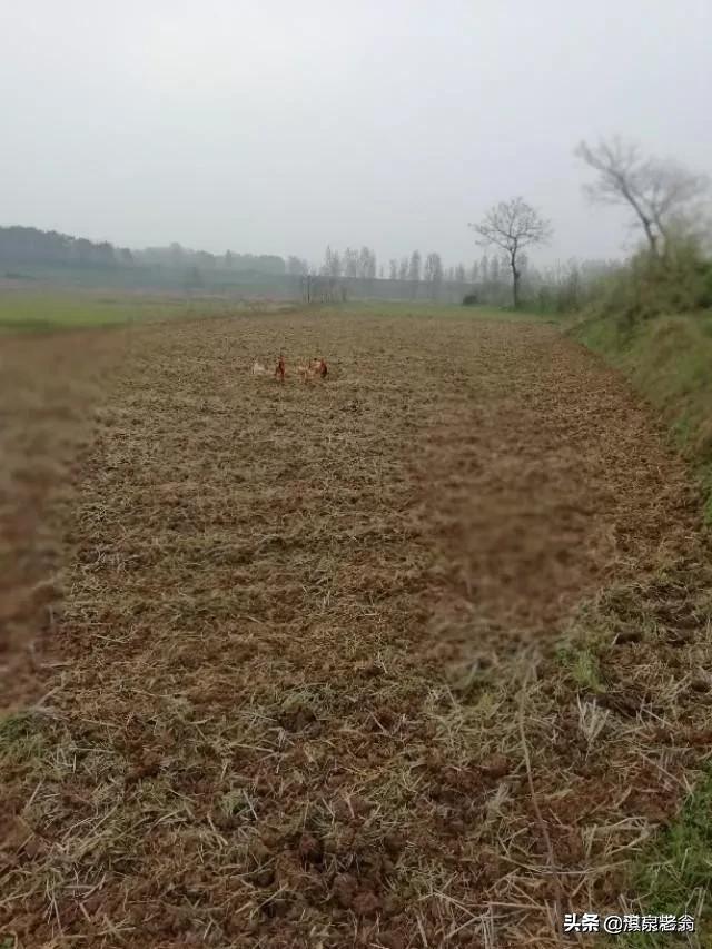 小麦条播怎么播,小麦撒播高产还是条播高产