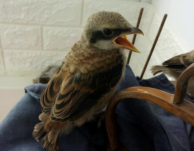 捡到野生的较大的雏鸟如何养,路边发现的小雏鸟应该怎么喂养