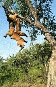 搞笑gif开心一刻单身也挺好,搞笑gif开心视频