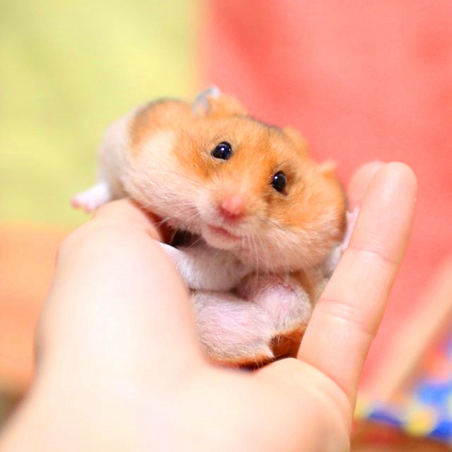 仓鼠与仓鼠之间是怎么交流的,怎么和仓鼠训练让仓鼠变得更亲密