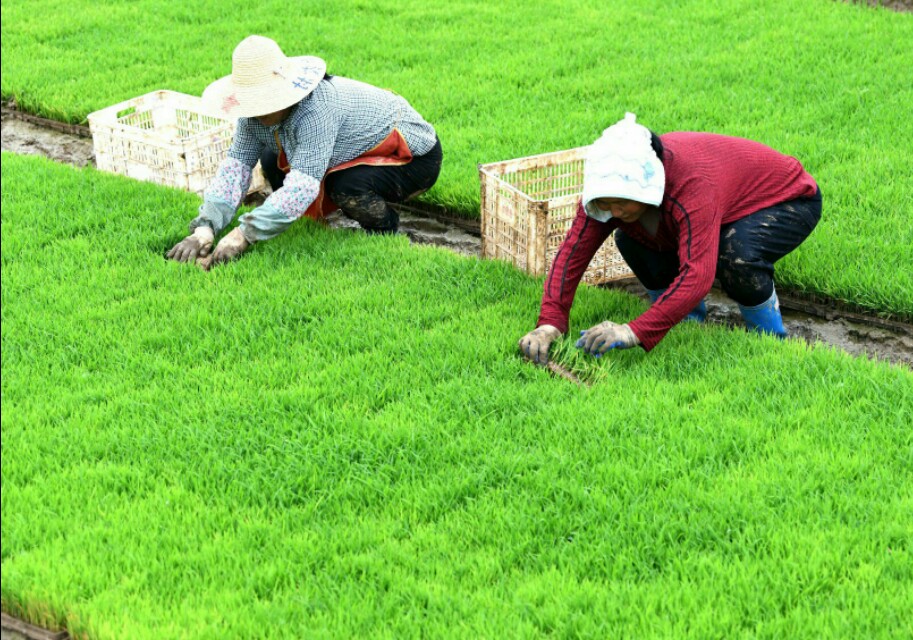 怎样除水稻苗床的地下害虫,防治水稻病虫害用哪些农药