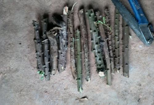 十大常见害虫,农村常见的一种害虫如今价值不菲