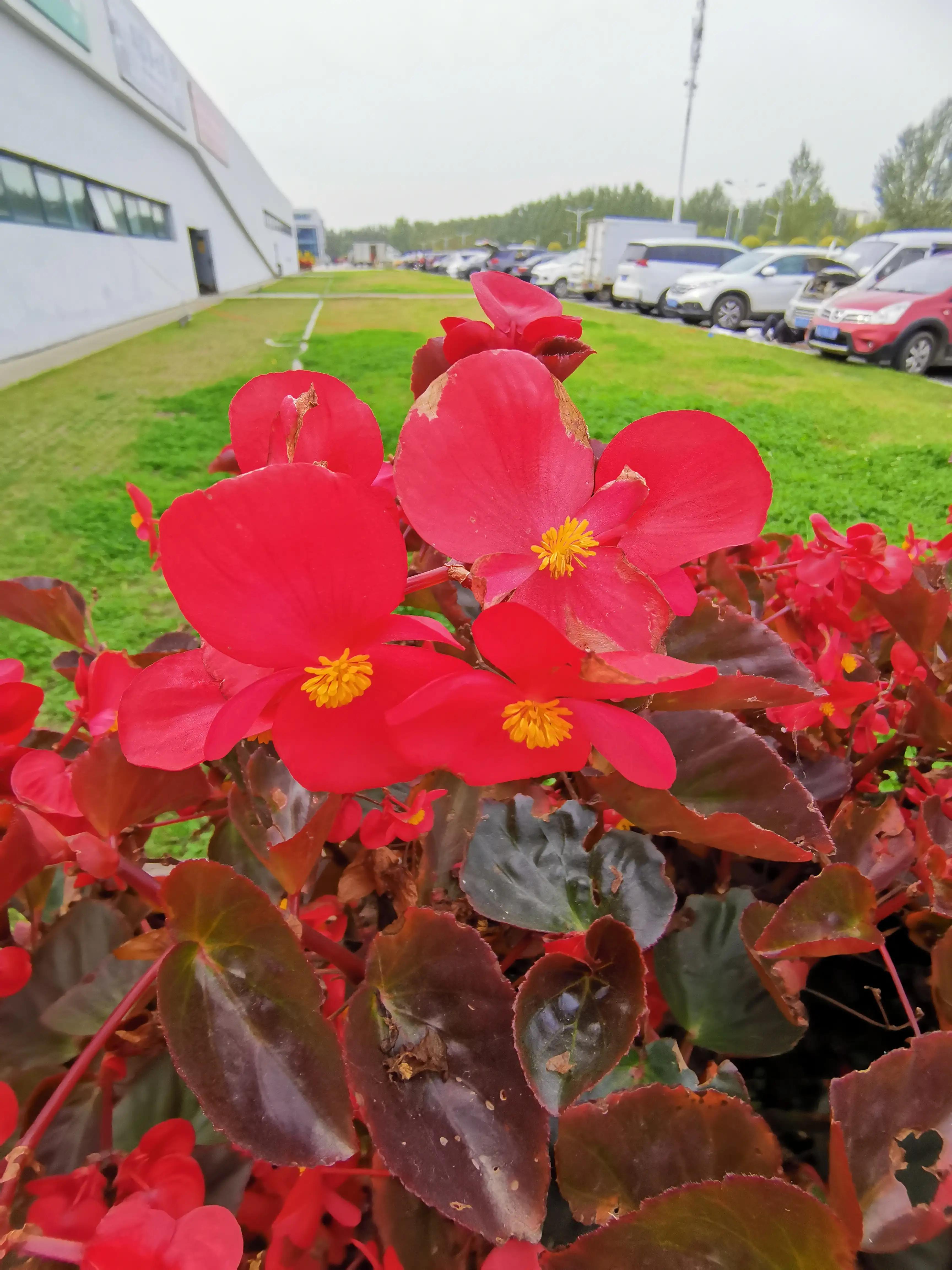 玫红四季海棠图片大全,玫红四季海棠的花语