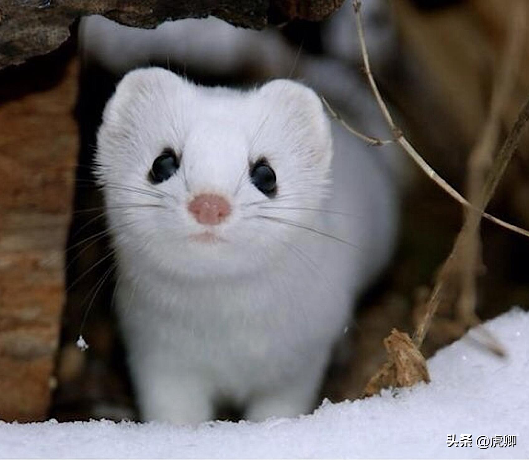 最小食肉动物伶鼬重3两,年灭鼠3500只,何不用来防治澳洲鼠灾?