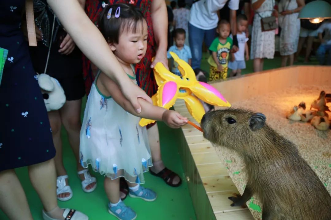 海昌萌宠乐园在几楼,海昌萌宠南通