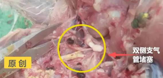 鸡支气管堵塞最快解决办法,鸡急性支堵用什么药最有效