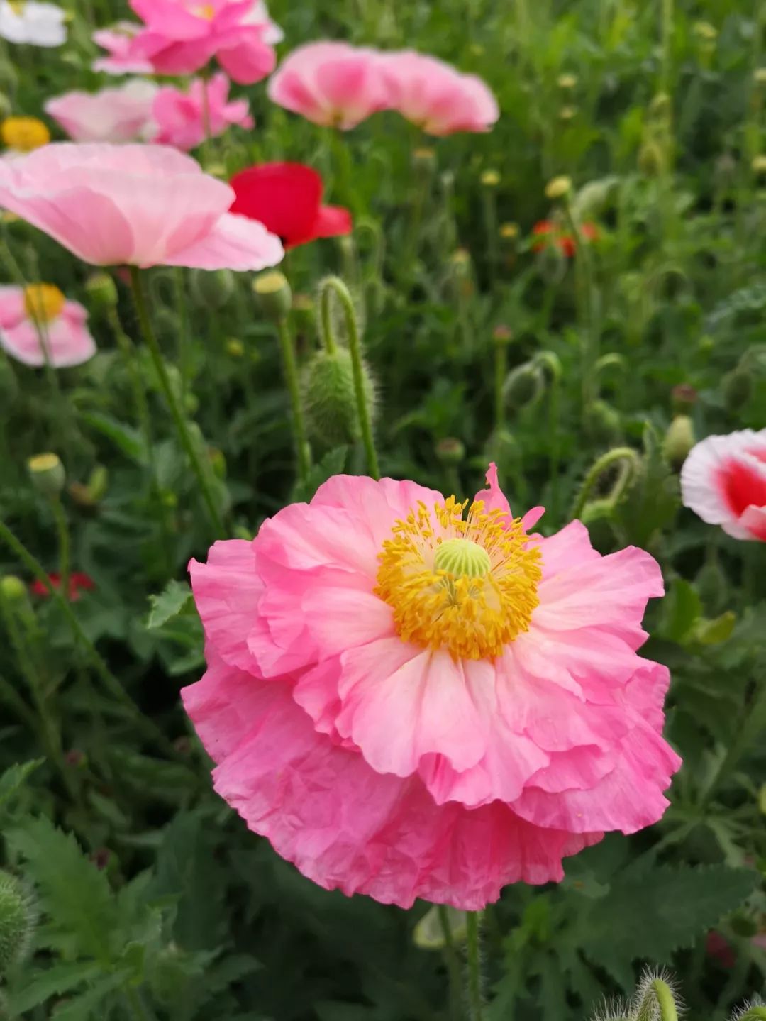 打卡北京紫谷伊甸园虞美人花海,通州看花的景点推荐免费