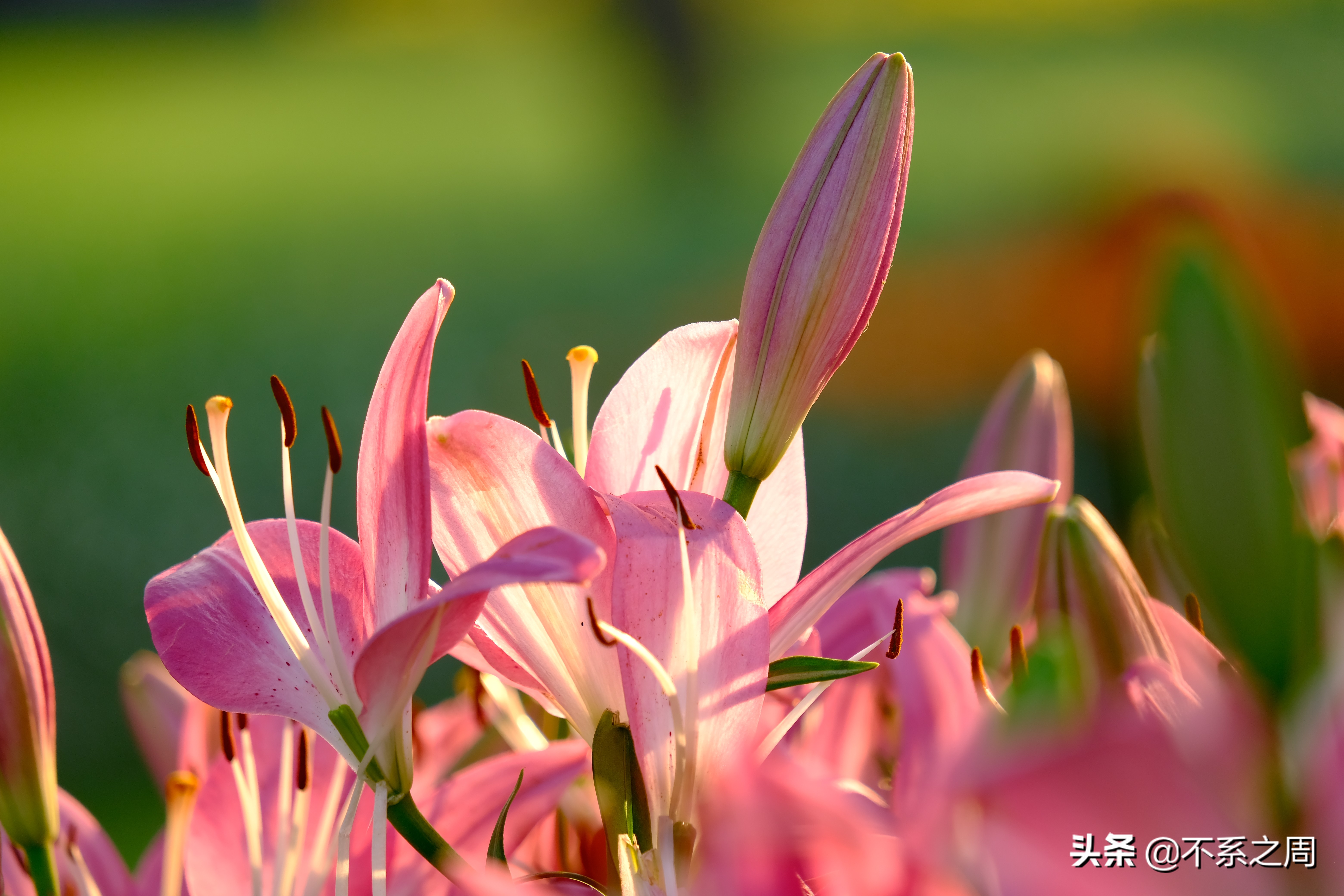 无锡梅园百合花节,无锡梅园中秋游园会