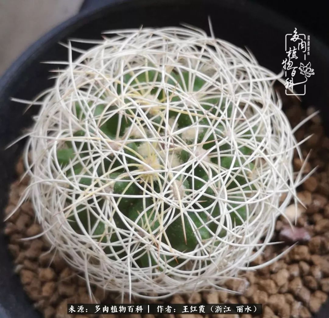 仙人球春天露养条件,仙人球露养条件