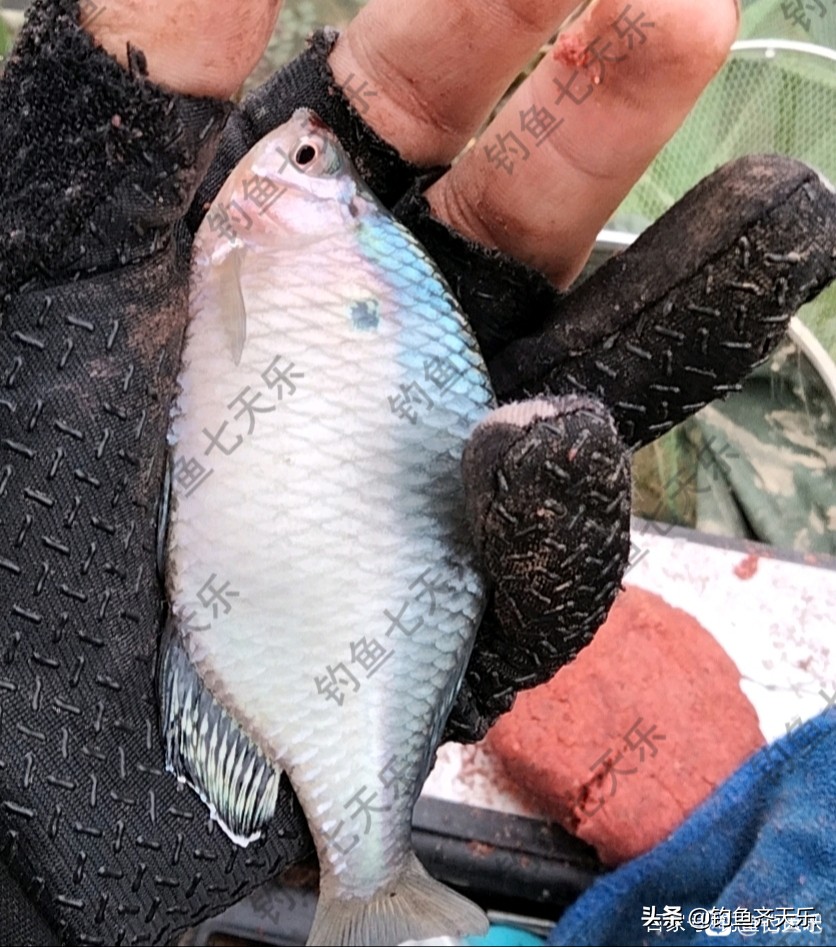 鳑鲏攻击性强不强,鳑鲏鱼攻击性强为什么老互相打架