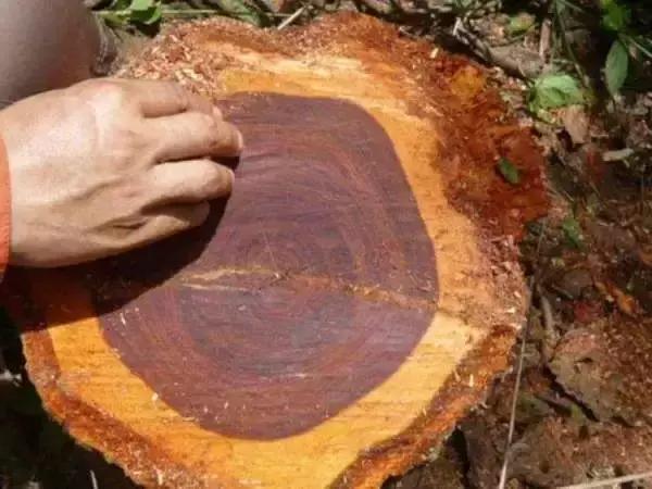 大红酸枝造假手法大曝光,福建大红酸枝如何作假