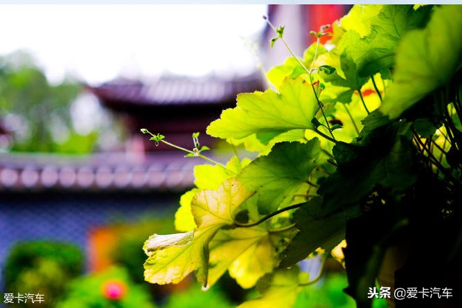 川藏旅行时光,川藏旅行美好的回忆