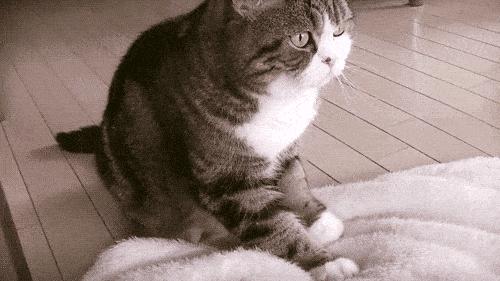 猫咪踩奶的时候看着猫咪会喵喵叫,怎么教不会踩奶的猫咪踩奶