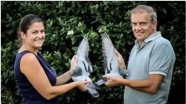 鸽子比赛得奖的鸽子能值多少钱,一只鸽子卖到100元